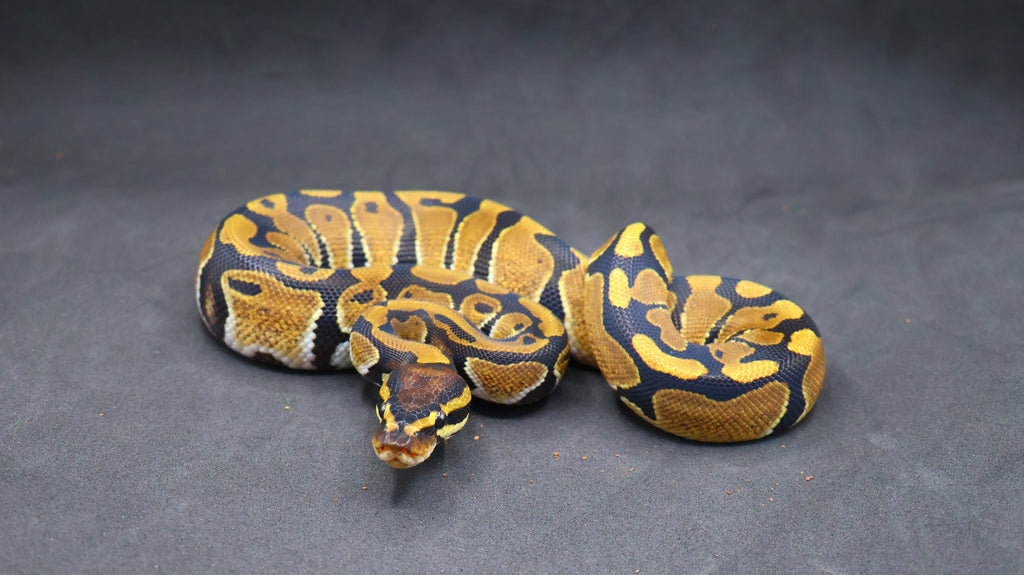 PITON BOLA PAREJA HEMBRA Y MACHO DH DESERT GHOST/TRISTRIPE