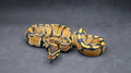 PITON BOLA PAREJA HEMBRA Y MACHO DH DESERT GHOST/TRISTRIPE