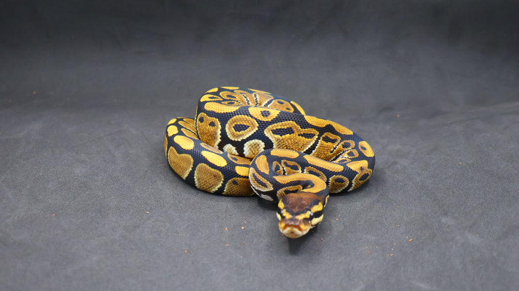 PITON BOLA PAREJA HEMBRA Y MACHO DH DESERT GHOST/TRISTRIPE