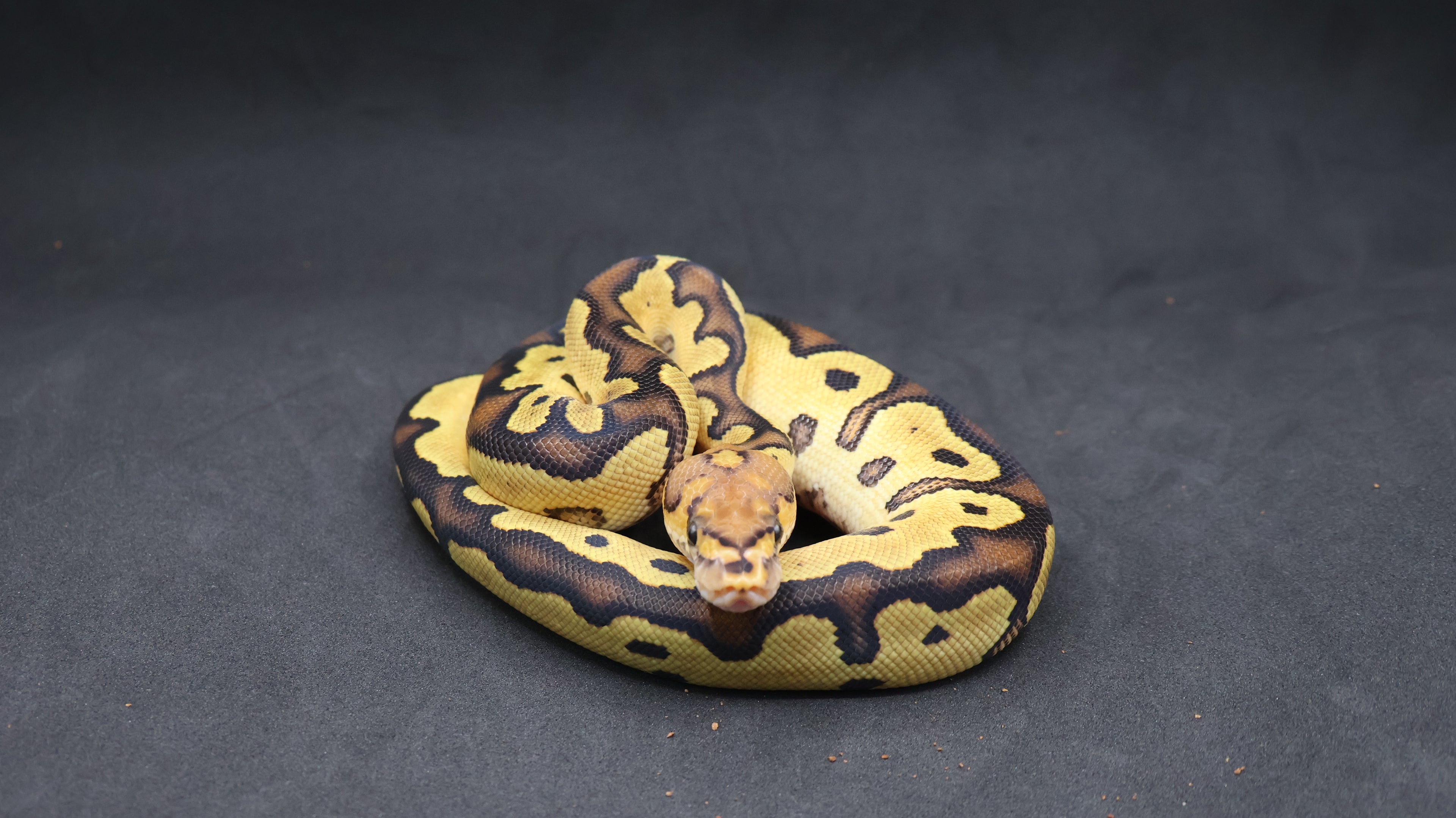 PITON BOLA MACHO VANILLA CLOWN