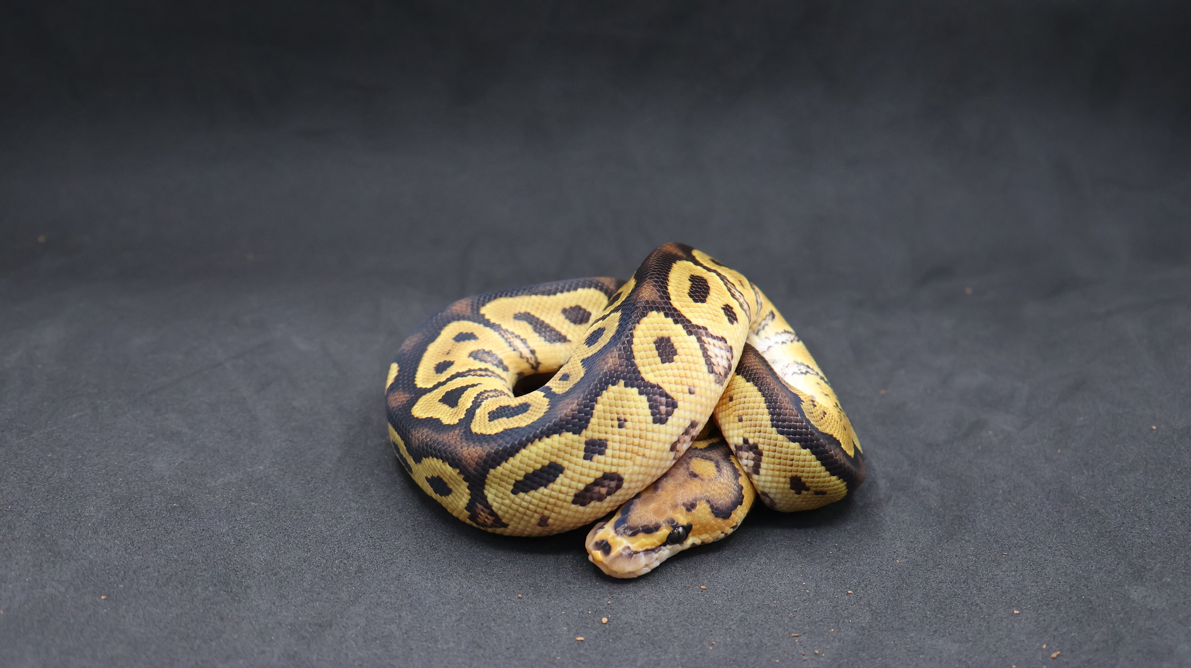 PITON BOLA MACHO VANILLA CLOWN