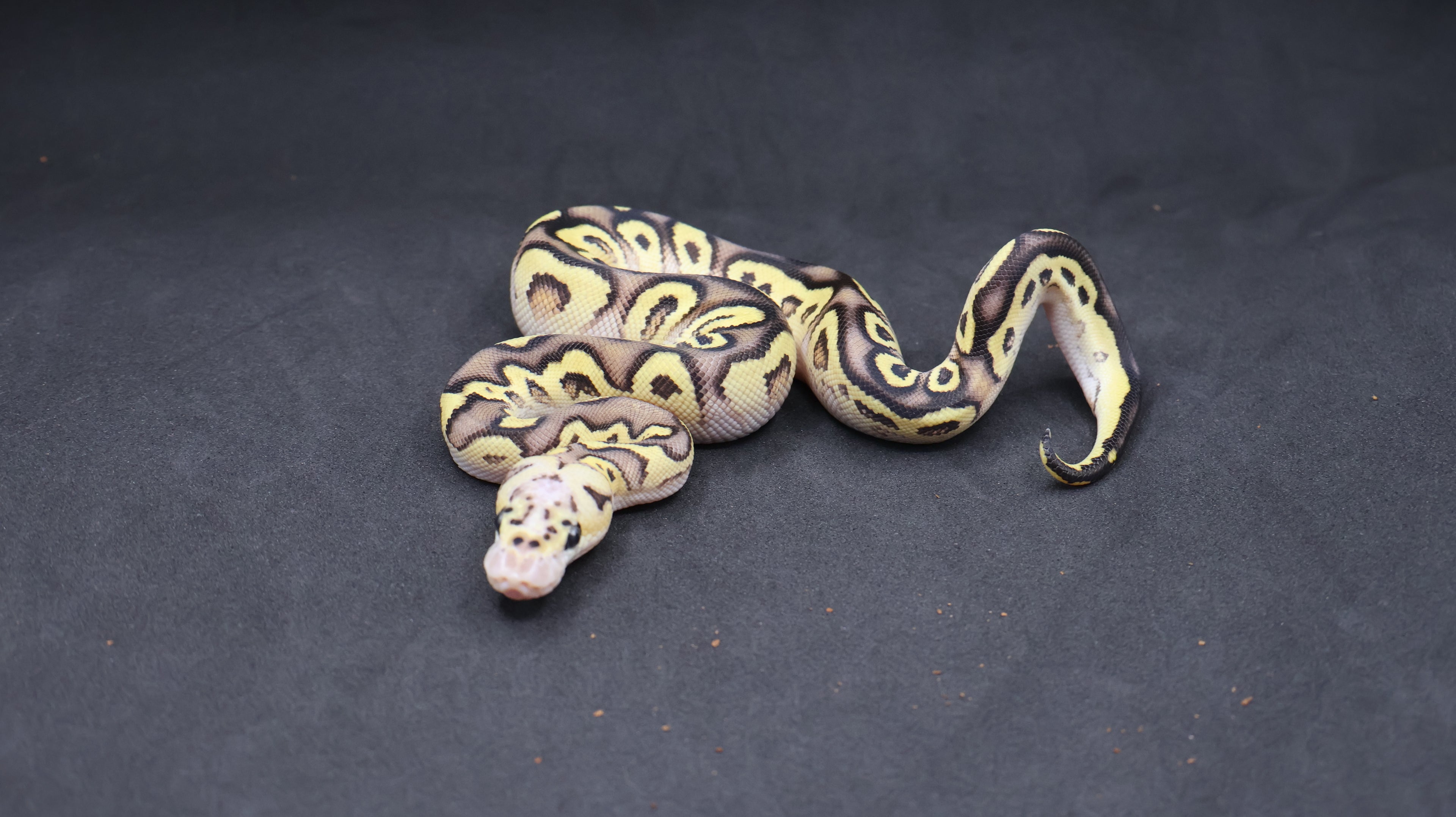 PITON BOLA HEMBRA CYPRESS PASTEL FIRE O VANILLA CLOWN