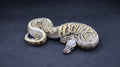 PITON BOLA MACHO SUPER PASTEL LEOPARD HET HYPO (OG) POSS HET CLOWN