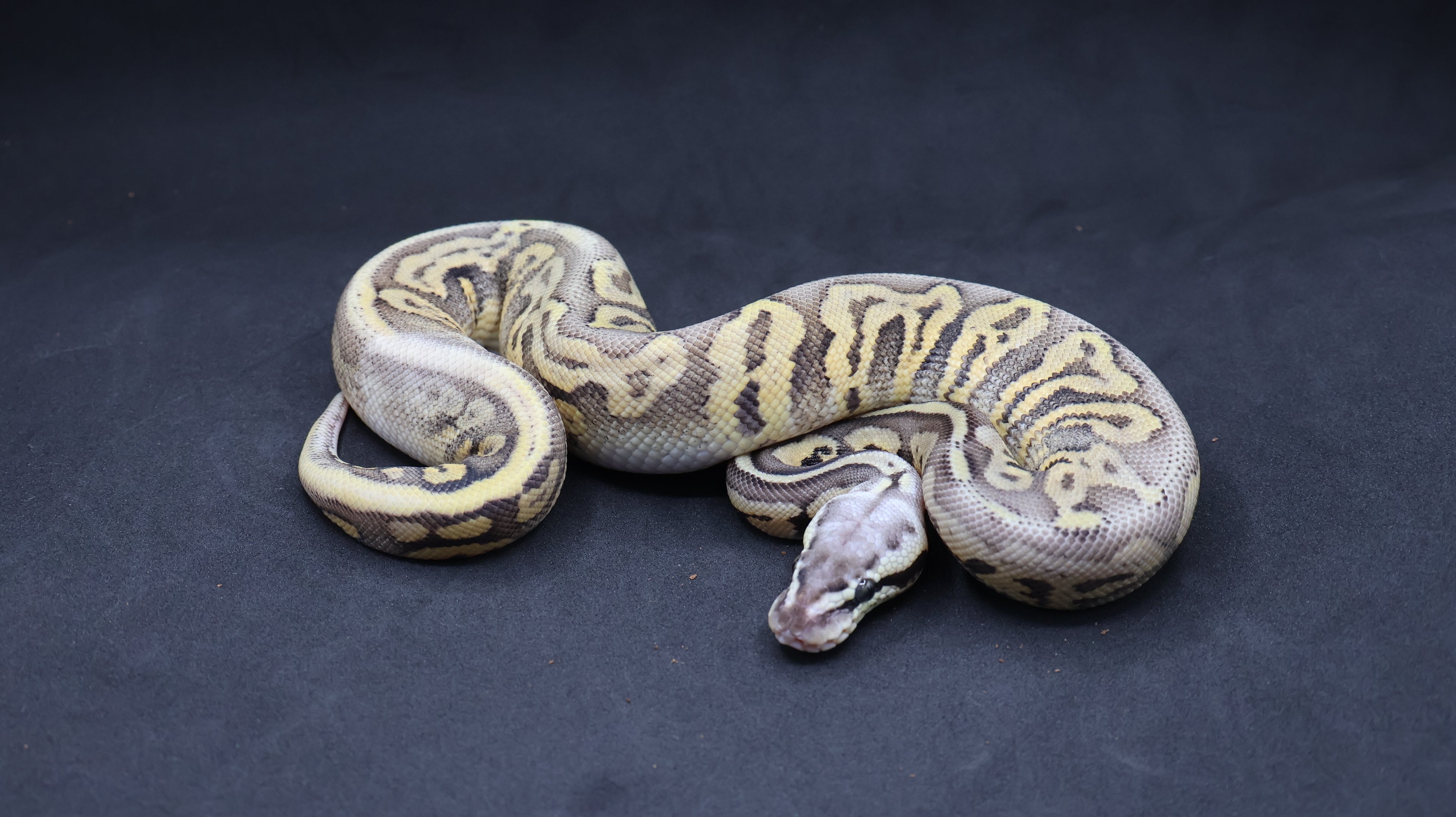 PITON BOLA MACHO SUPER PASTEL LEOPARD HET HYPO POSS HET CLOWN