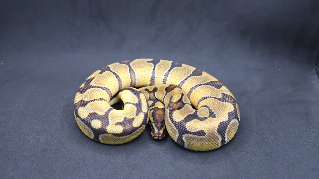PITON BOLA MACHO ENCHI OD DH DESERT GHOST/VPI AXANTHIC