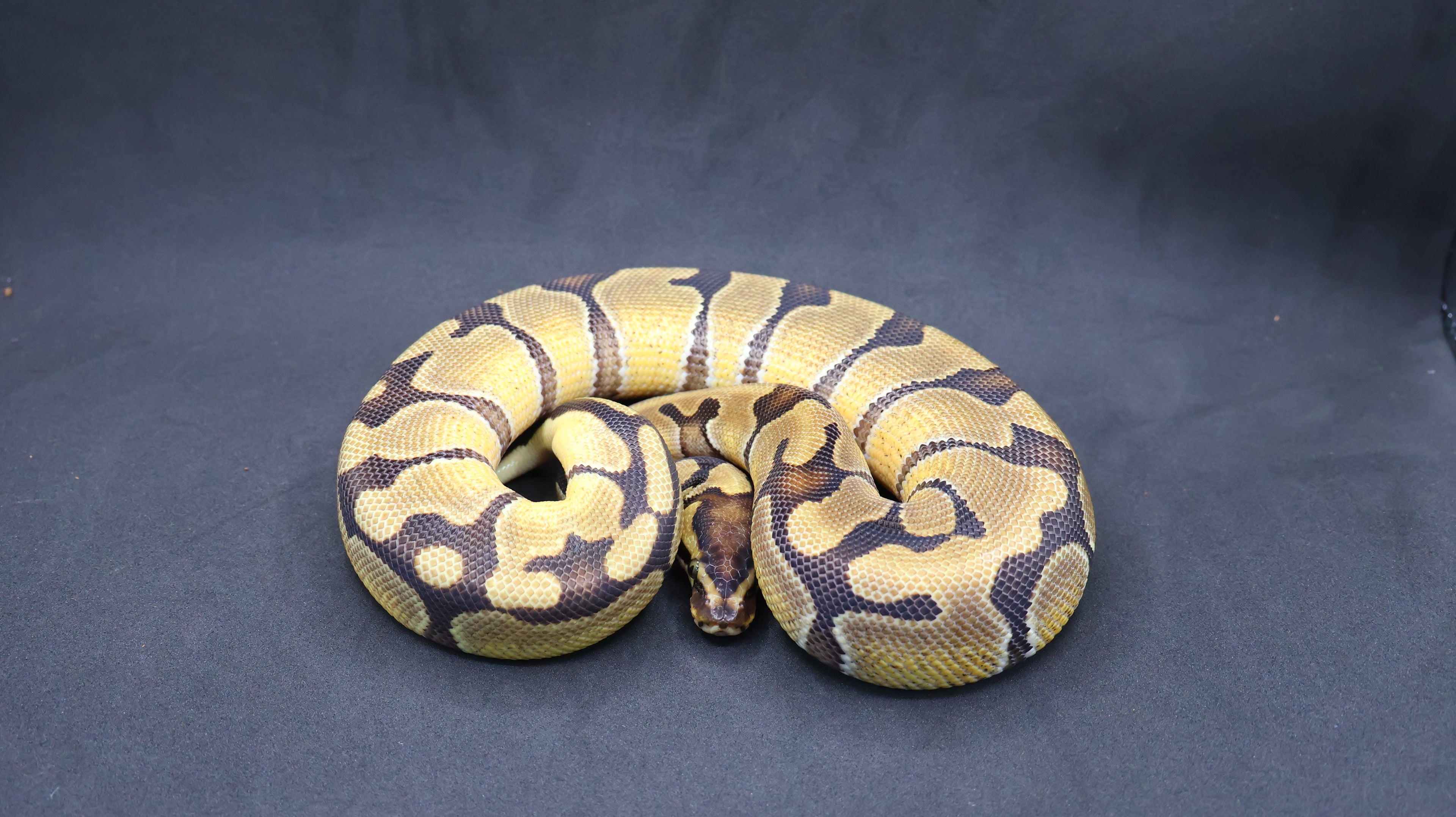 PITON BOLA MACHO ENCHI OD DH DESERT GHOST/VPI AXANTHIC