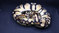 PITON BOLA MACHO ORANGE DREAM HET CLOWN/GENETIC STRIPE POSS HET PIED