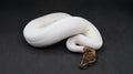 PITON BOLA HEMBRA LEOPARD PIED HET CLOWN