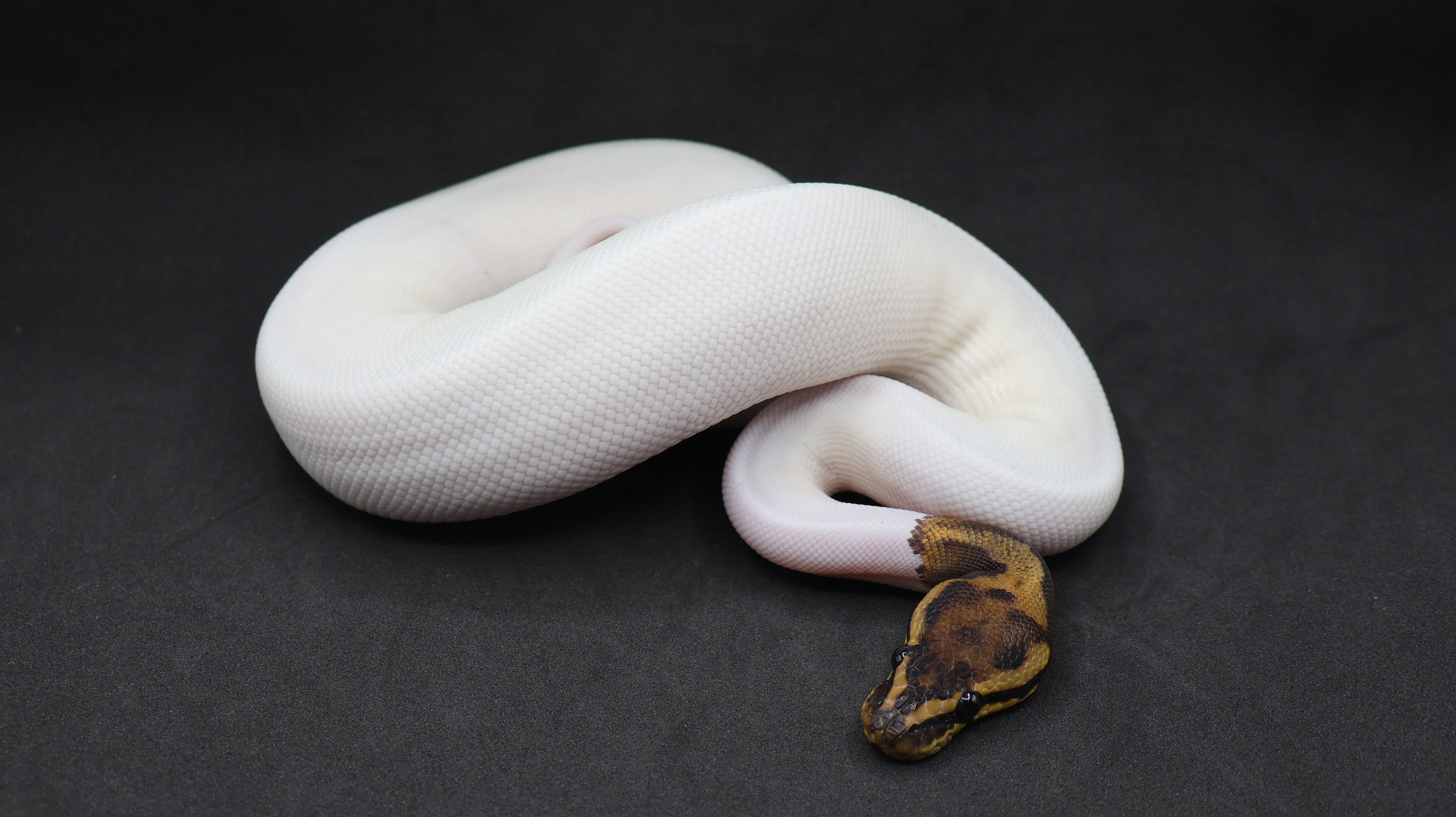 PITON BOLA HEMBRA LEOPARD PIED HET CLOWN