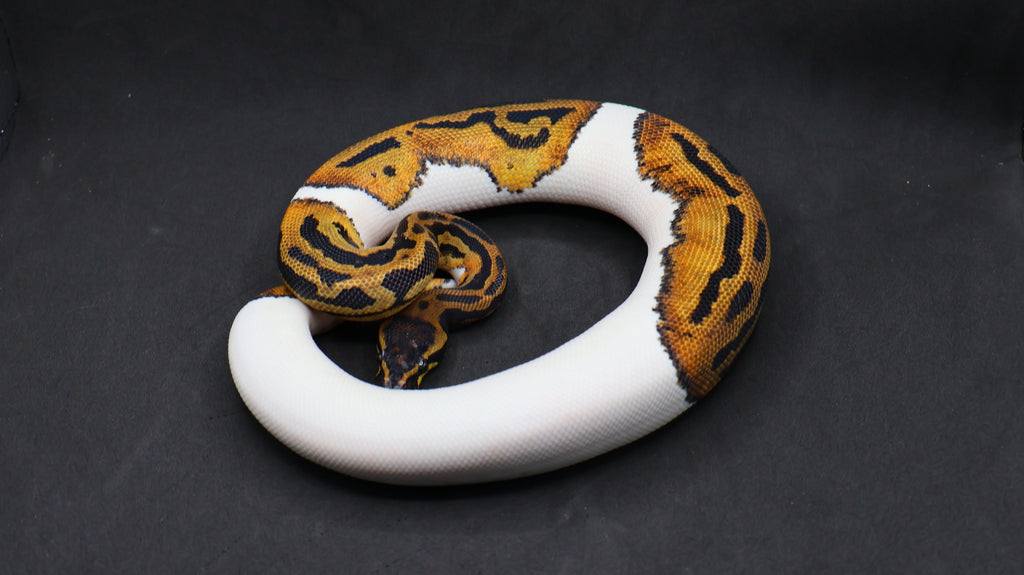 PITON BOLA MACHO ORANGE DREAM LEOPARD PIED HET CLOWN