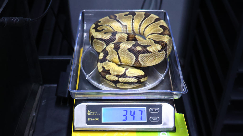 PITON BOLA MACHO ENCHI OD DH DESERT GHOST/VPI AXANTHIC