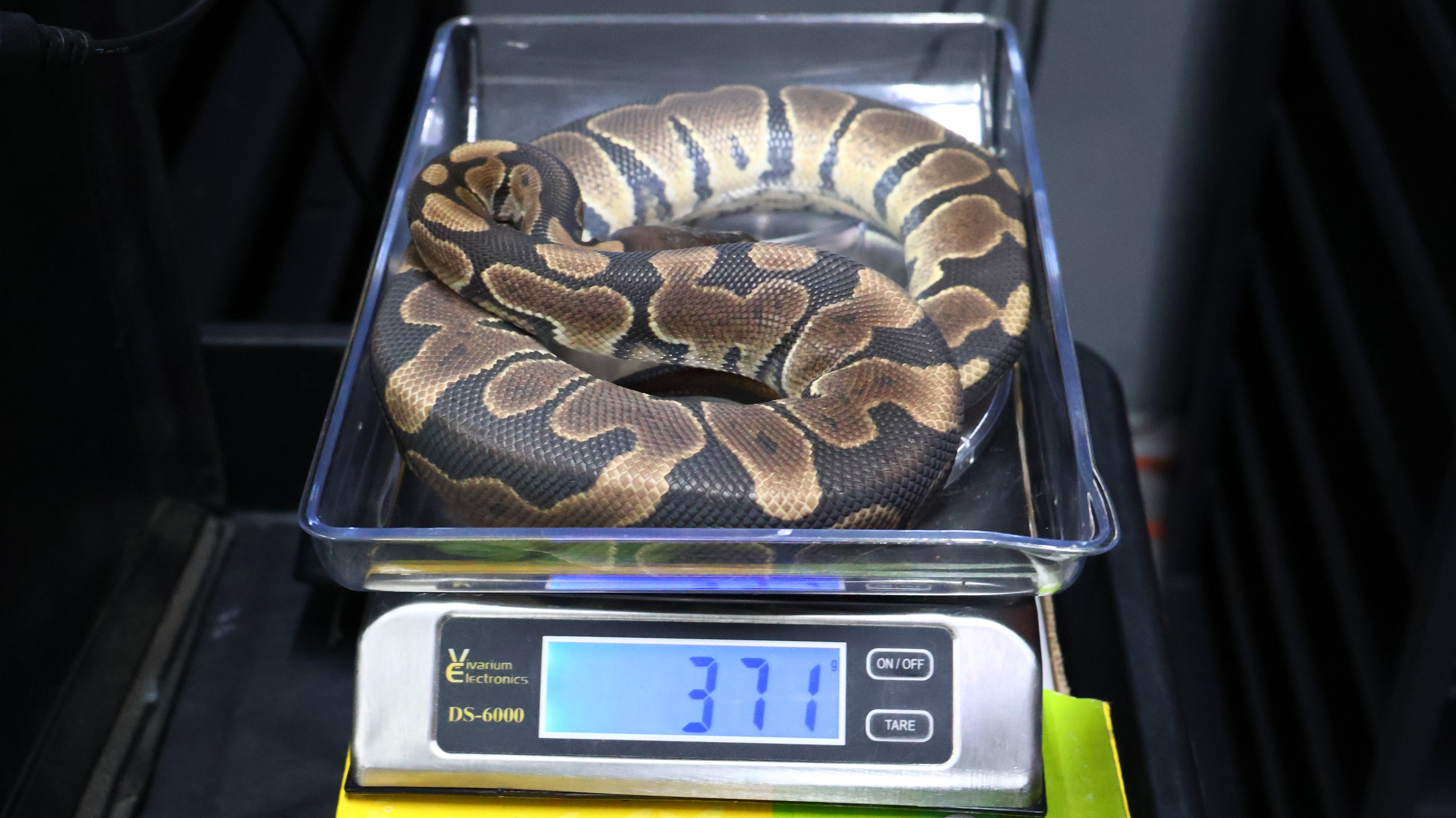 PITON BOLA MACHO  NOMINAL HET MONARCH/HYPO 66% HET GSTRIPE