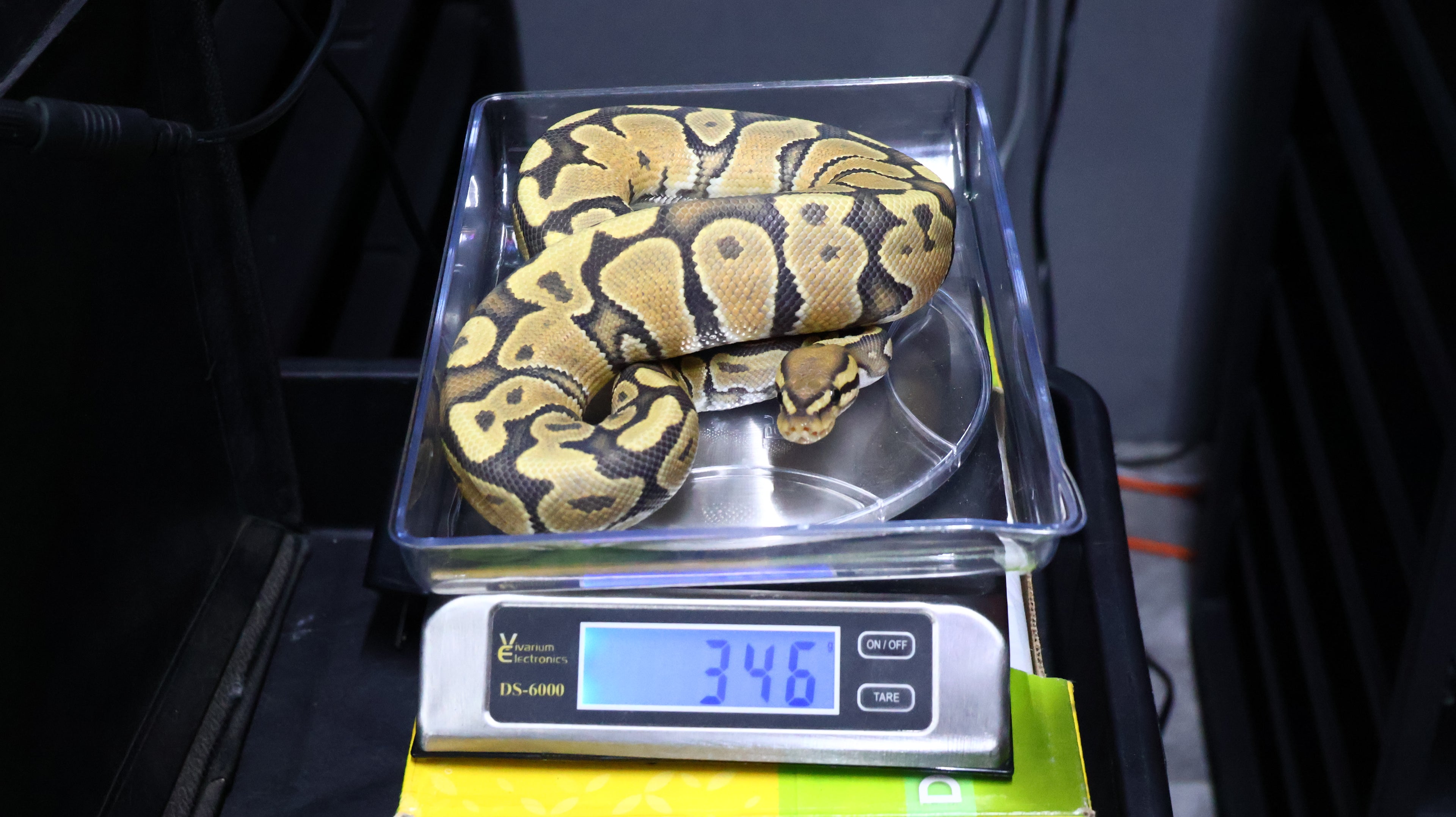 PITON BOLA MACHO HYPO HET MONARCH/PIED 66% HET GSTRIPE