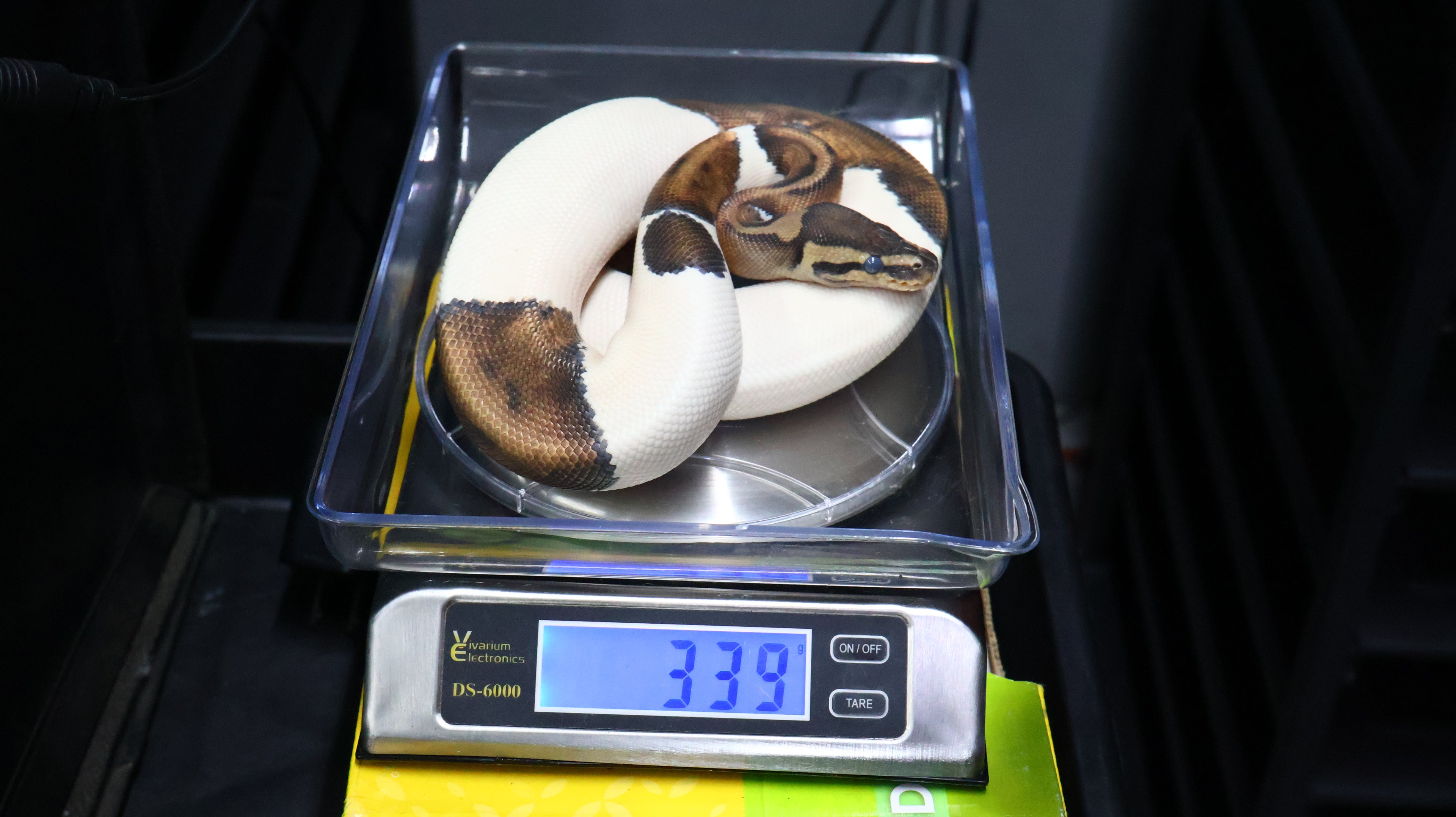 PITON BOLA MACHO PIED HET MONARCH/HYPO 66% HET GSTRIPE
