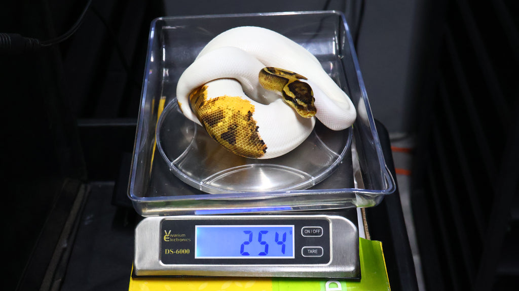 PITON BOLA MACHO CHOCOLATE POSS YB PIED HET MONARCH