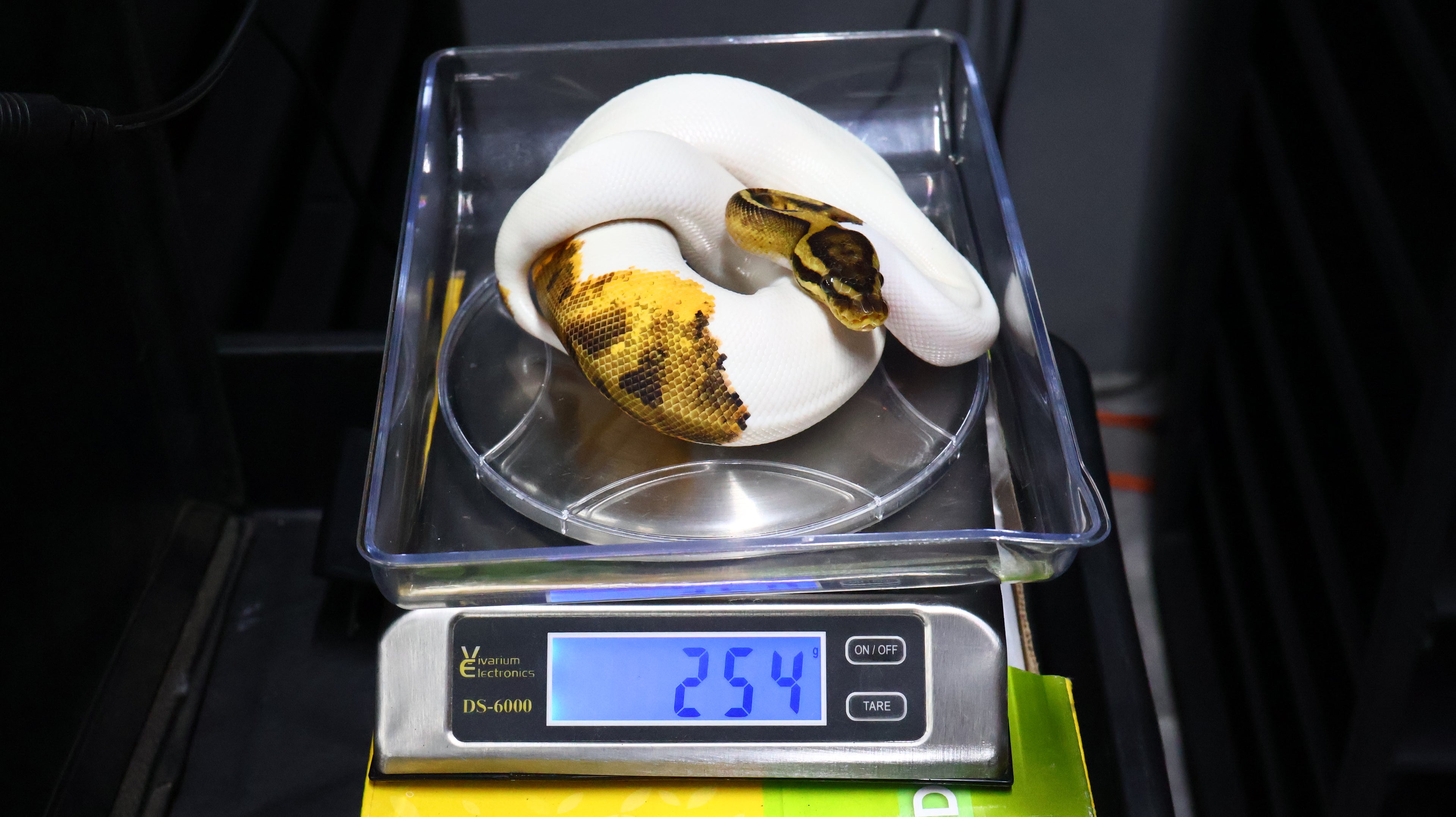 PITON BOLA MACHO CHOCOLATE POSS YB PIED HET MONARCH