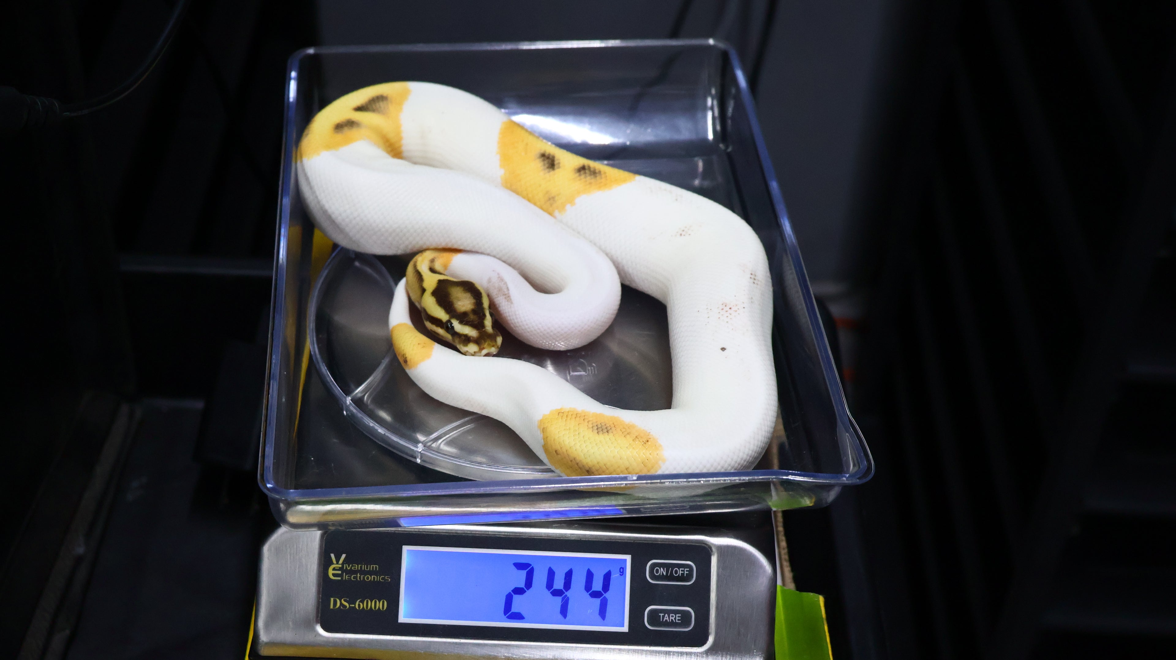 PITON BOLA MACHO ORANGE DREAM FIRE  YB CHOCOLATE PIED HET MONARCH