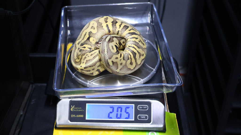 PITON BOLA MACHO SUPER PASTEL LEOPARD HET HYPO POSS HET CLOWN