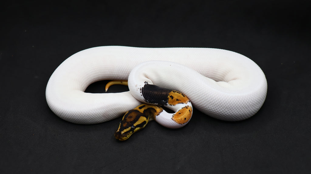 PITON BOLA MACHO ORANGE DREAM LEOPARD PIED HET CLOWN POSS SUPER OD
