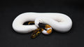 PITON BOLA MACHO ORANGE DREAM LEOPARD PIED HET CLOWN POSS SUPER OD