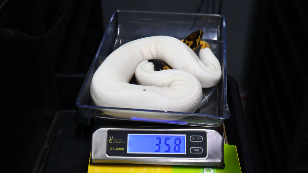 PITON BOLA MACHO ORANGE DREAM LEOPARD PIED HET CLOWN POSS SUPER OD