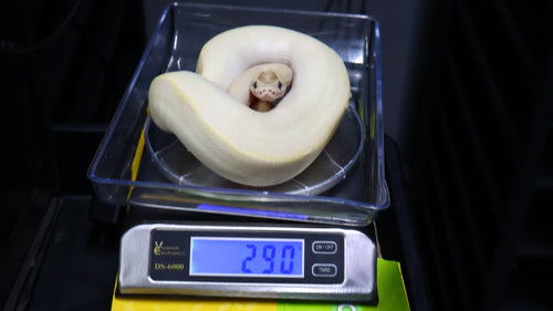 PITON BOLA MACHO SUPER ORANGE DREAM IVORY (ENCHI) DOBLE HET CLOWN/PIED