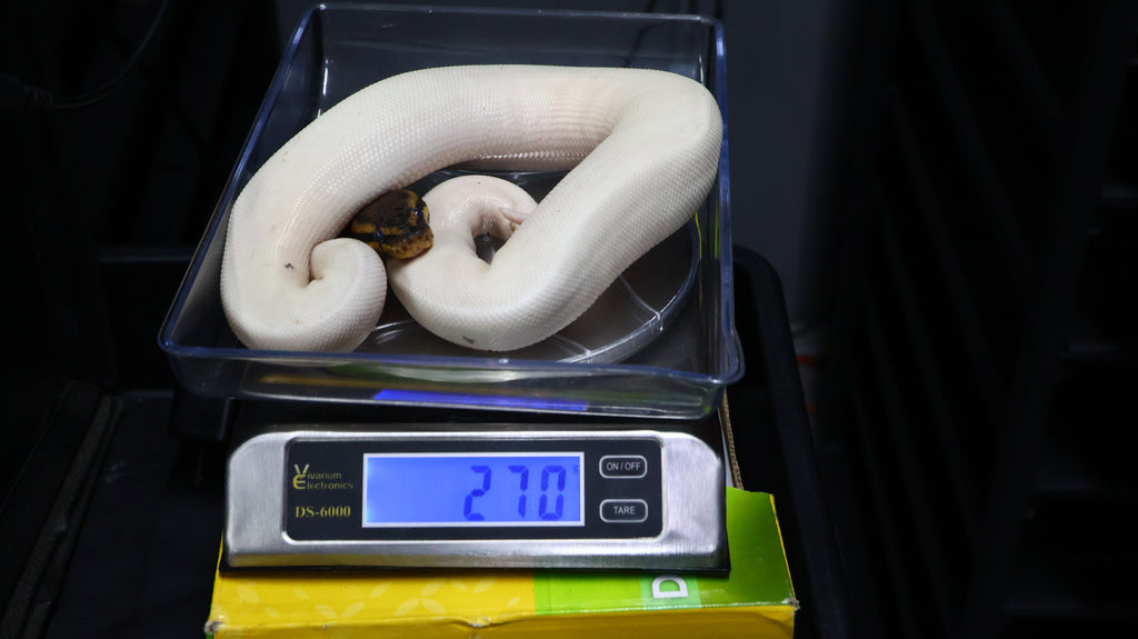 PITON BOLA HEMBRA LEOPARD PIED HET CLOWN