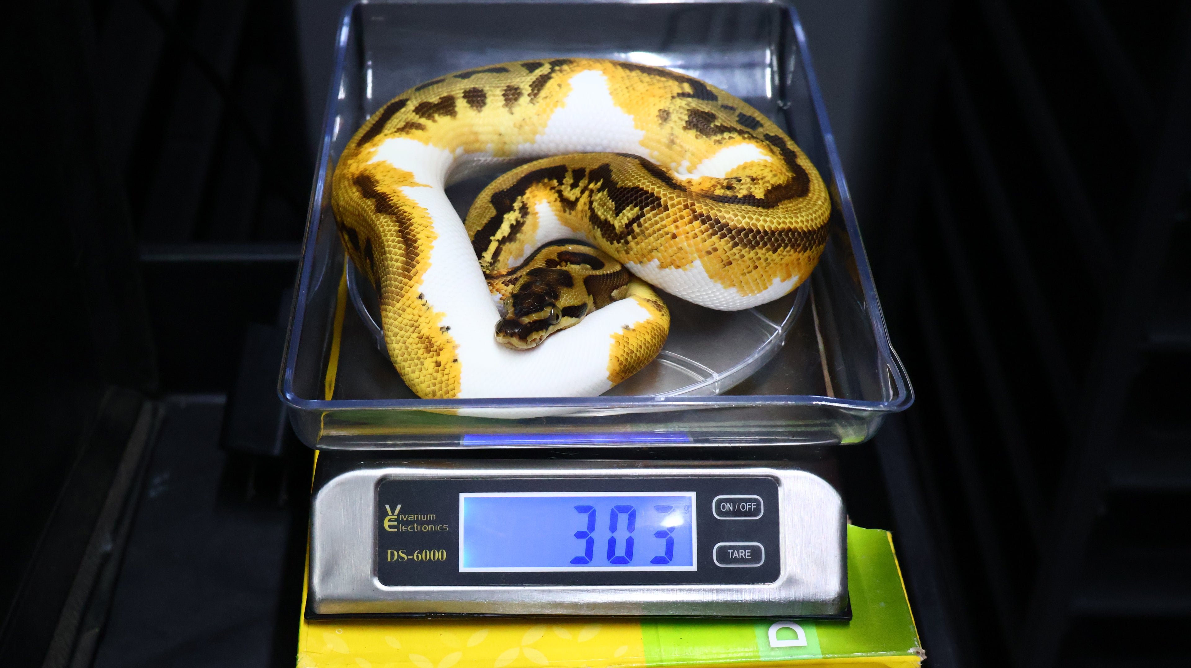 PITON BOLA MACHO SUPER ORANGE DREAM ENCHI YELLOWBELLY PIED HET CLOWN