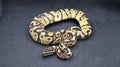 PITON BOLA MACHO ENCHI HET CLOWN/MONSOON