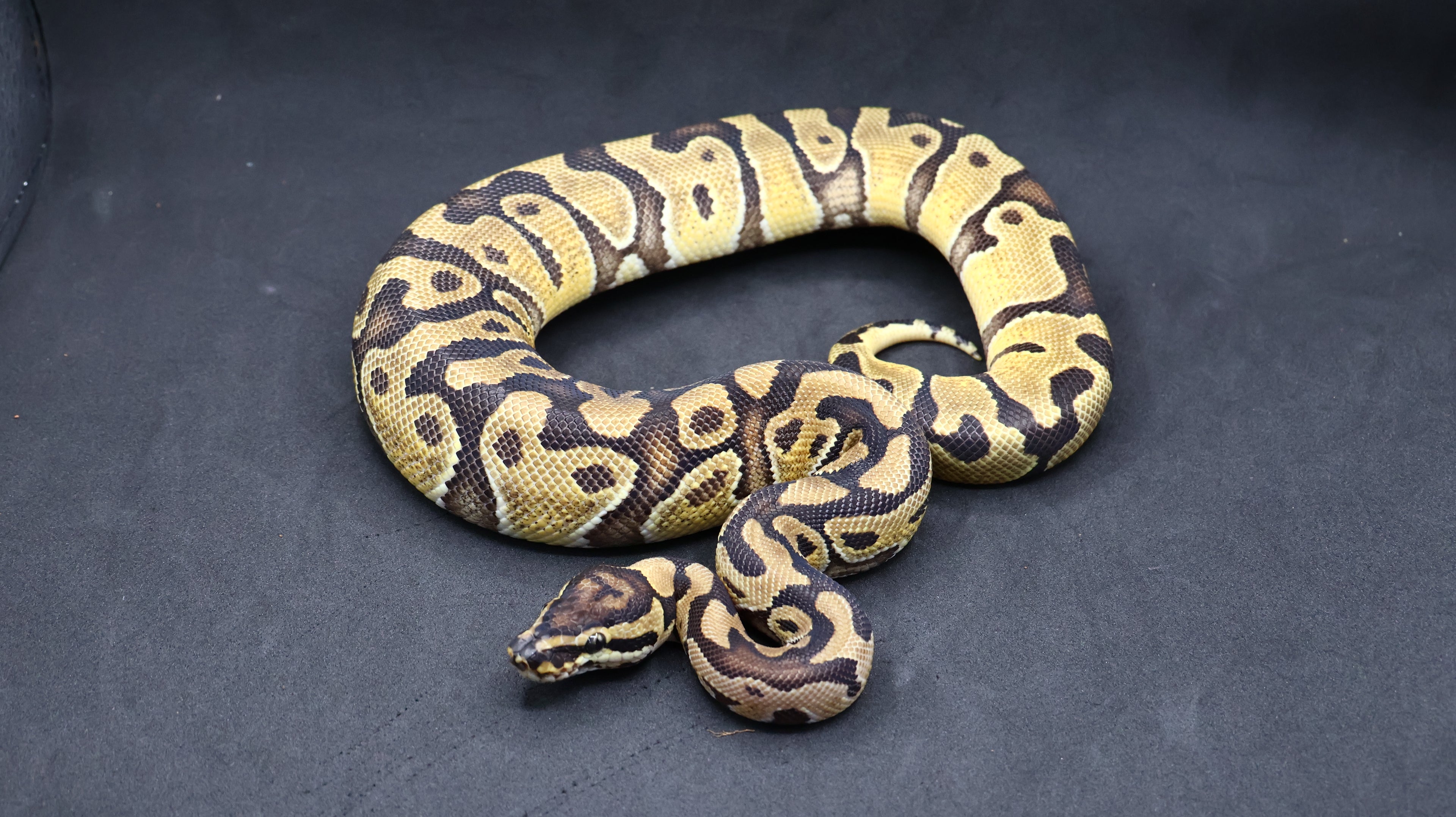 PITON BOLA MACHO ENCHI HET CLOWN/MONSOON
