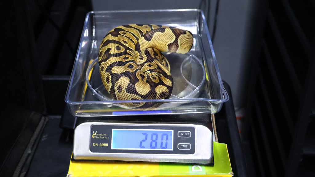 PITON BOLA MACHO ENCHI HET CLOWN/MONSOON