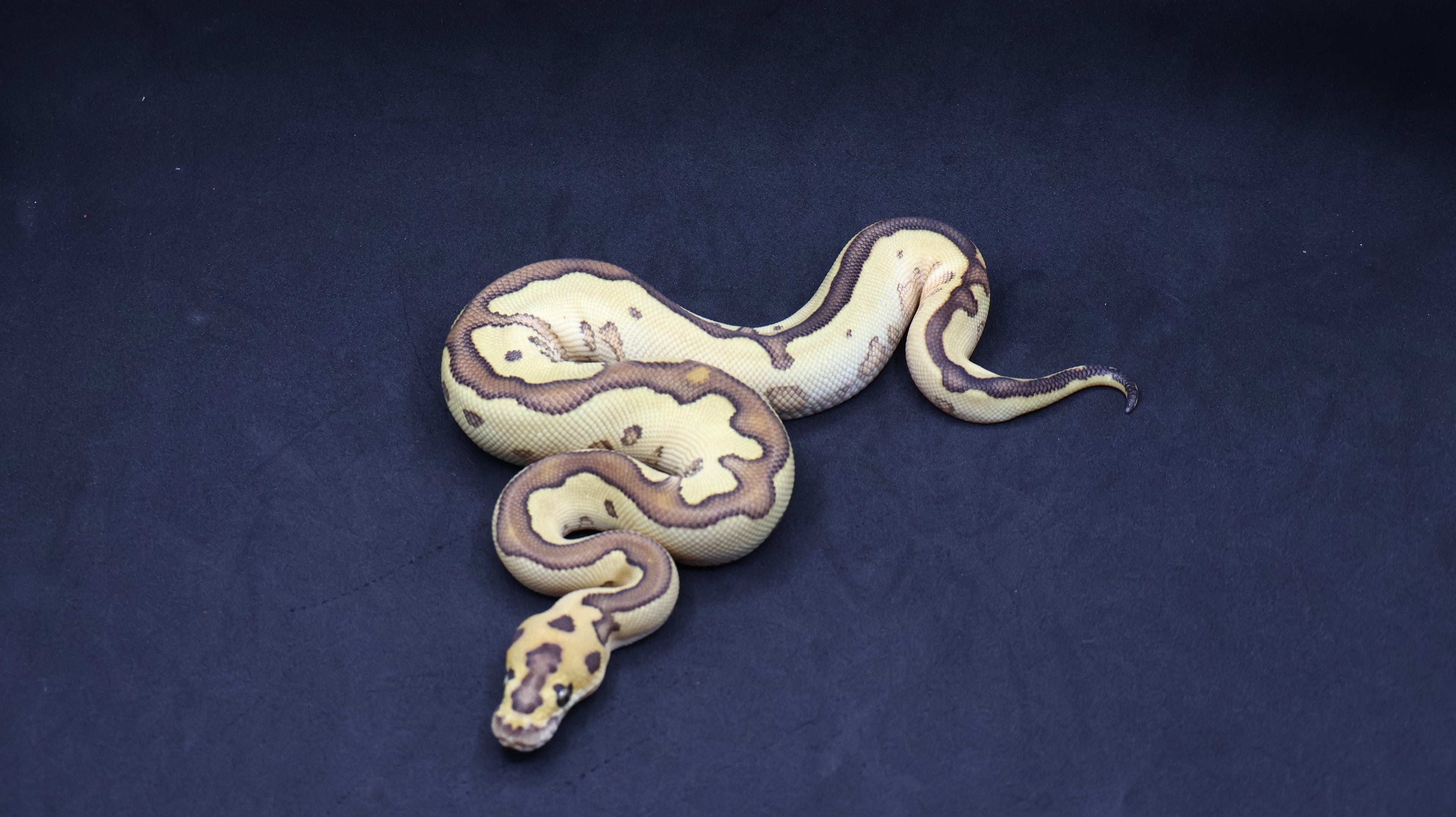 PITON BOLA MACHO LEOPARD LESSER ORANGE DREAM CLOWN
