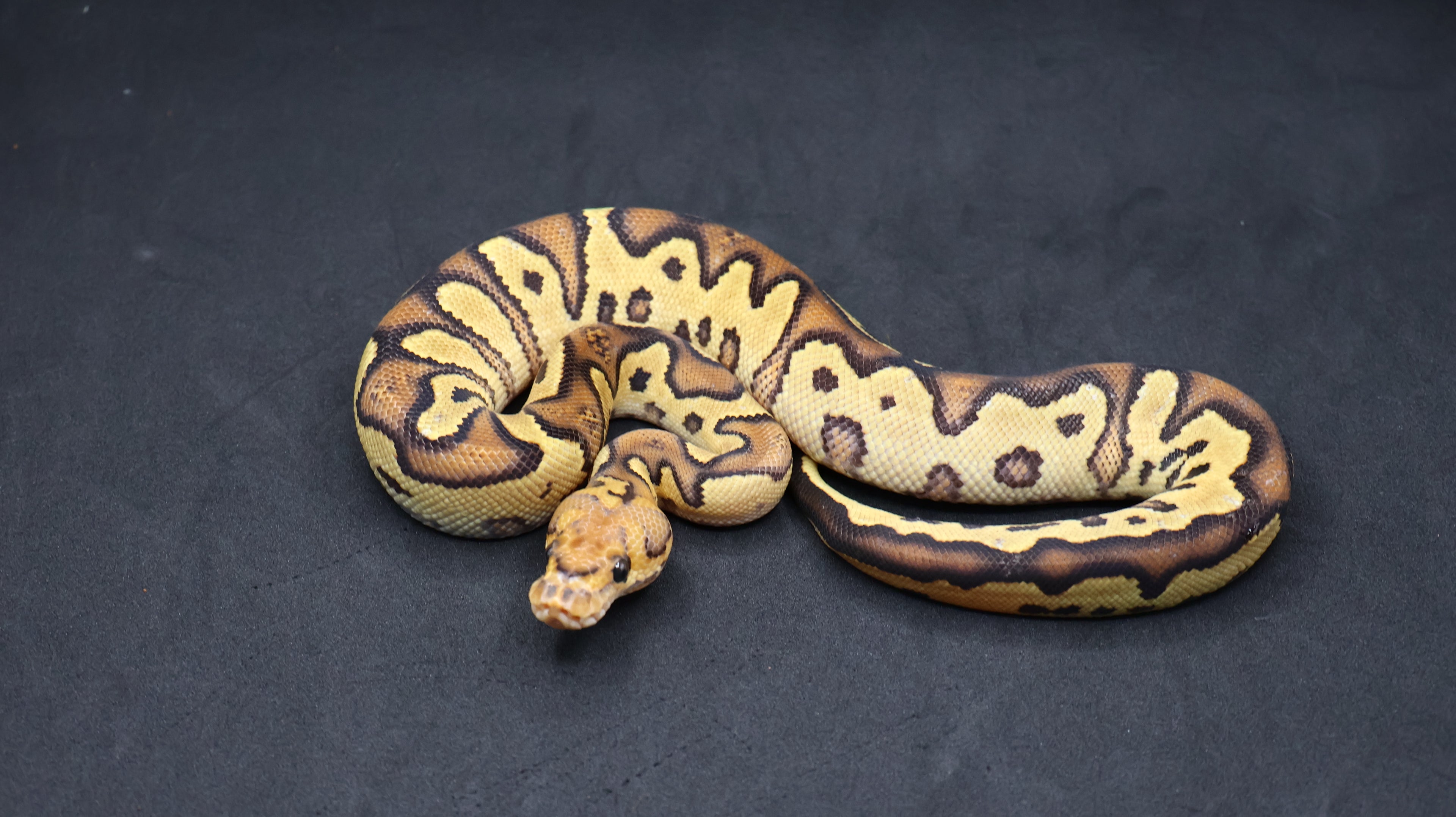 PITON BOLA MACHO FIRE CLOWN