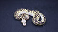 PITON BOLA HEMBRA CYPRESS PASTEL FIRE O VANILLA CLOWN