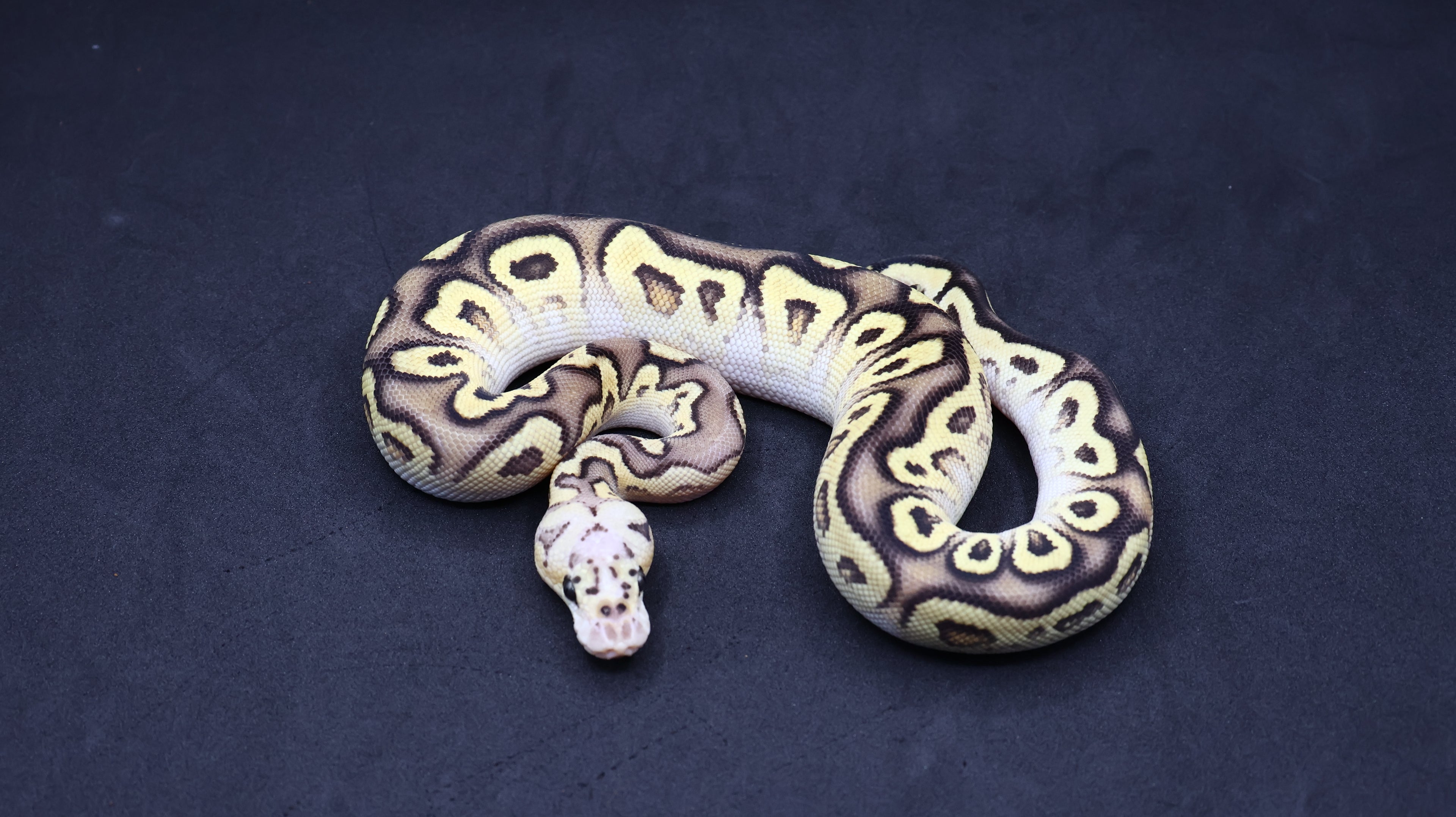 PITON BOLA HEMBRA CYPRESS PASTEL FIRE O VANILLA CLOWN