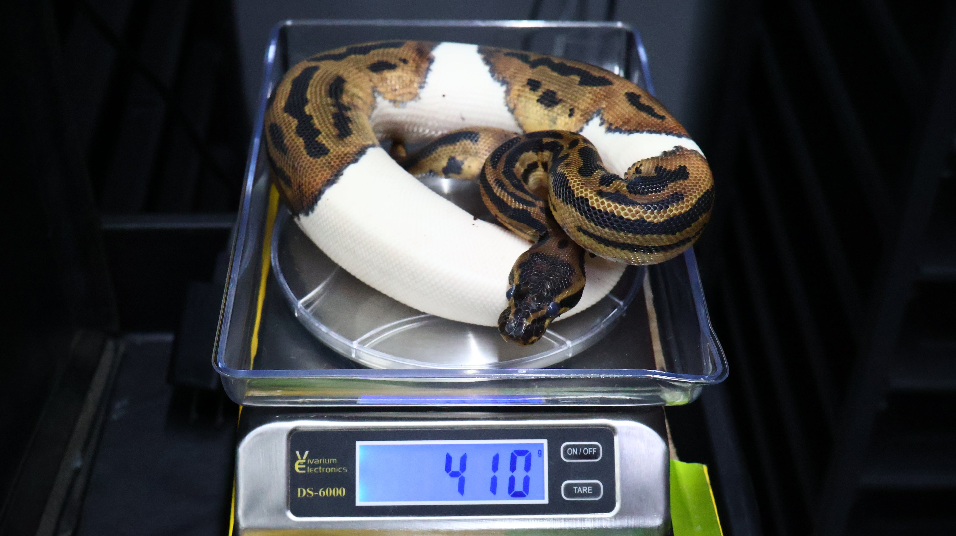 PITON BOLA MACHO ORANGE DREAM LEOPARD PIED HET CLOWN