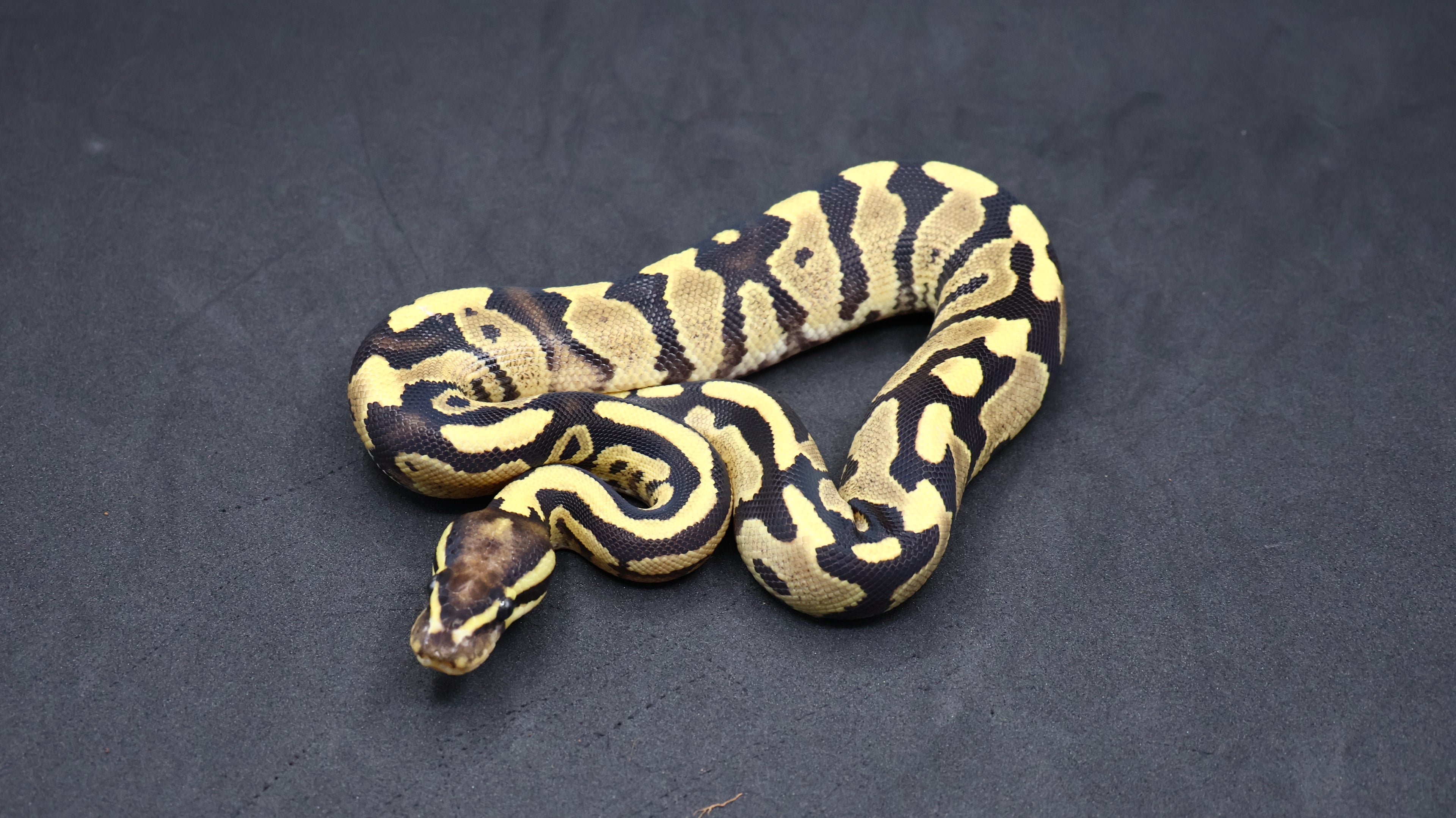 PITON BOLA MACHO FIRE DH DESERT GHOST/VPI AXANTHIC
