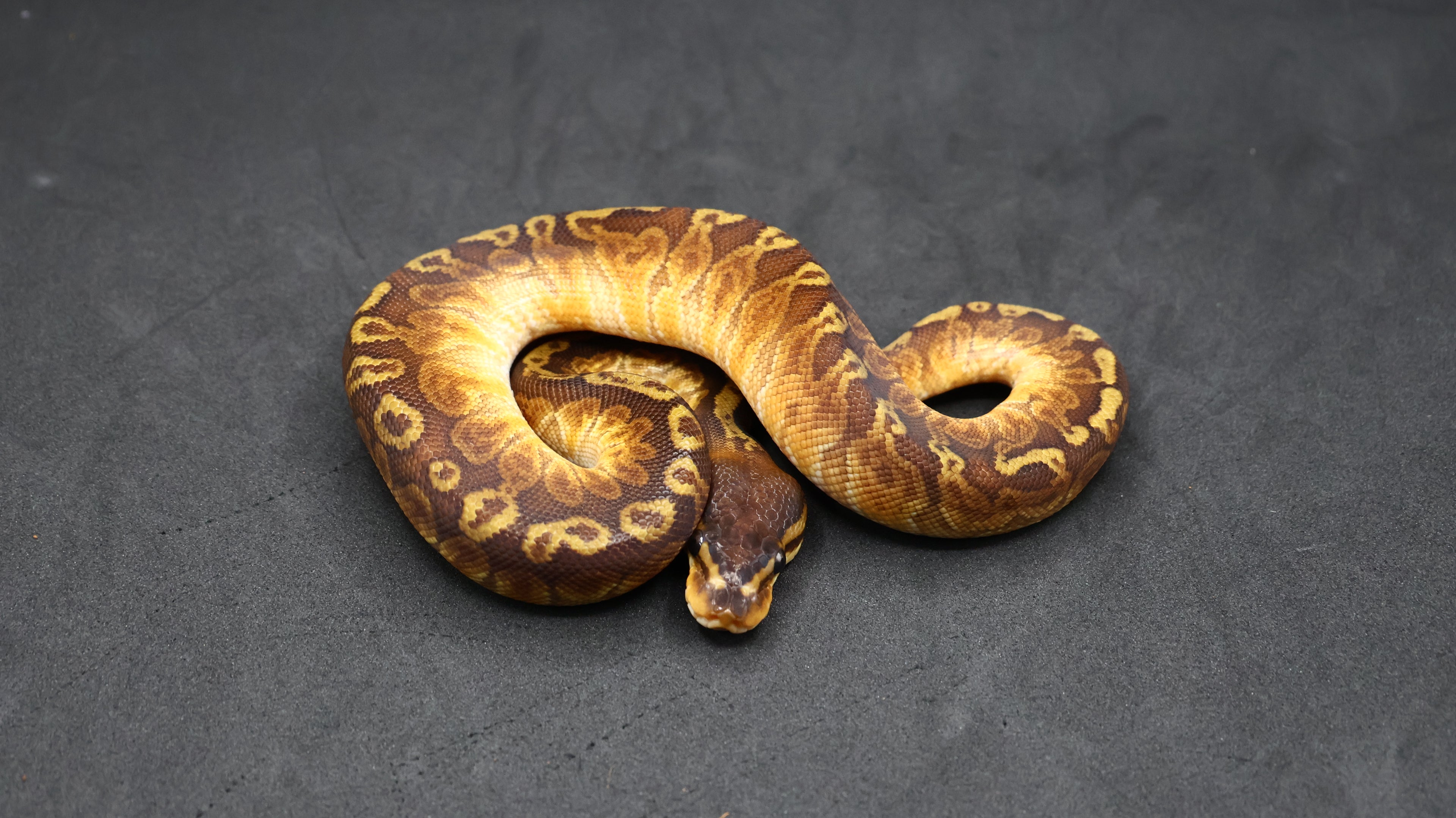PITON BOLA MACHO SUNSET HET CLOWN