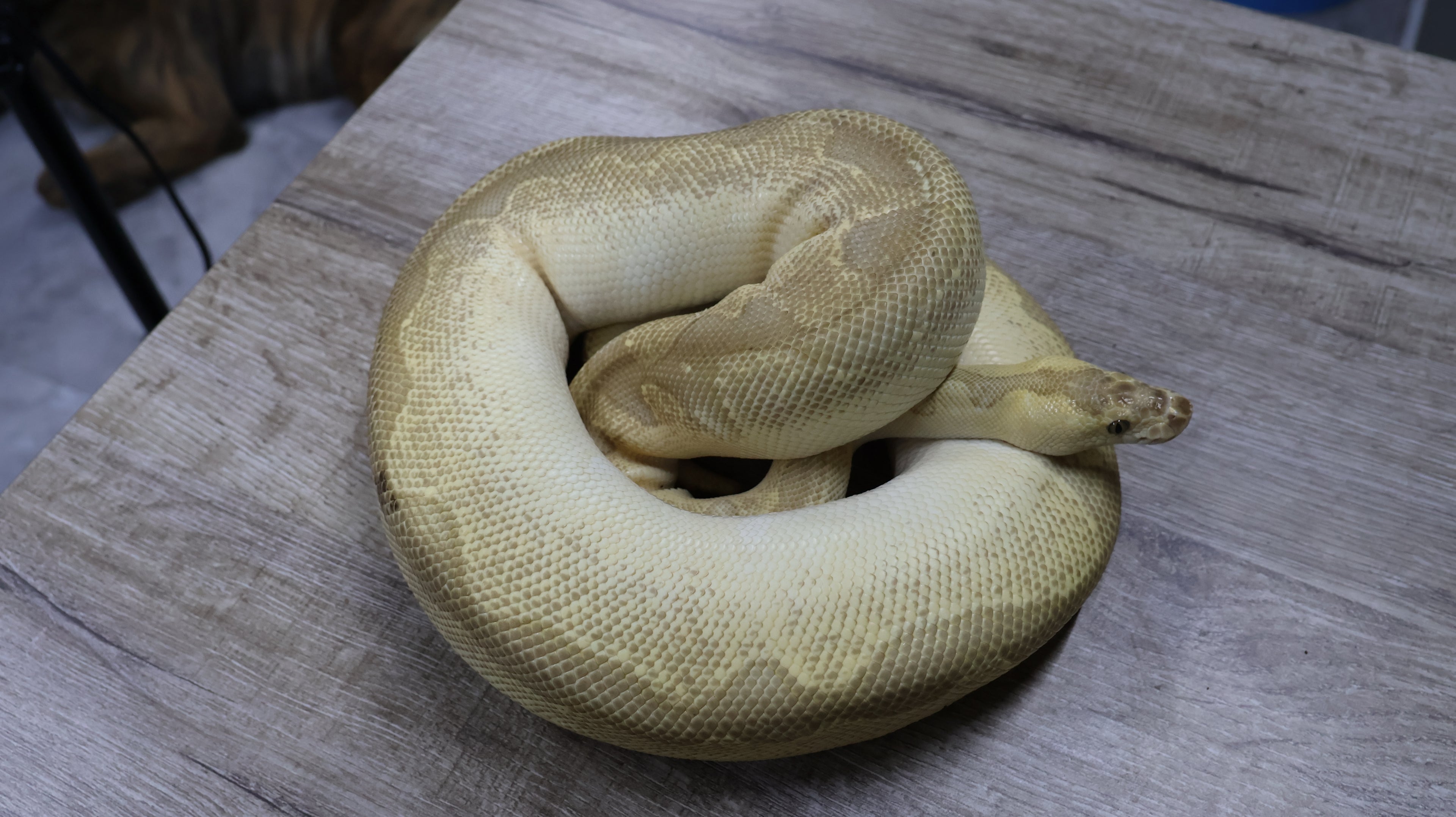 PITON BOLA HEMBRA ENCHI LESSER CLOWN ADULTA