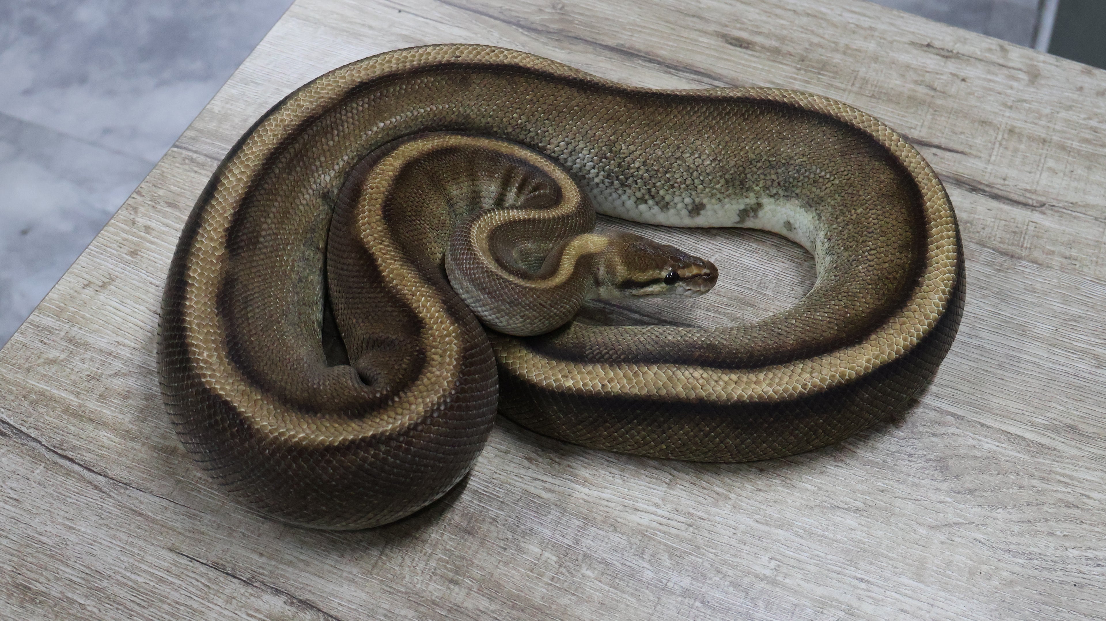 PITON BOLA HEMBRA ADULTA GENETIC STRIPE