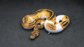 PITON BOLA MACHO LEOPARD ORANGE DREAM CLOWN PIED