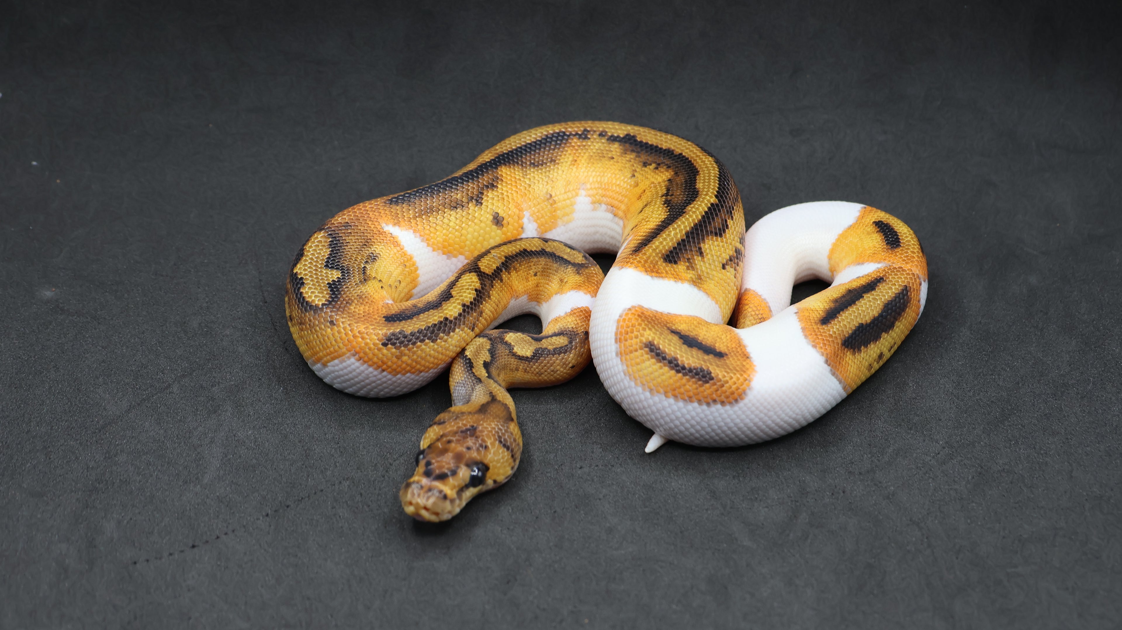 PITON BOLA MACHO LEOPARD ORANGE DREAM CLOWN PIED