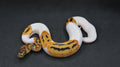 PITON BOLA LEOPARD ORANGE DREAM CLOWN PIED