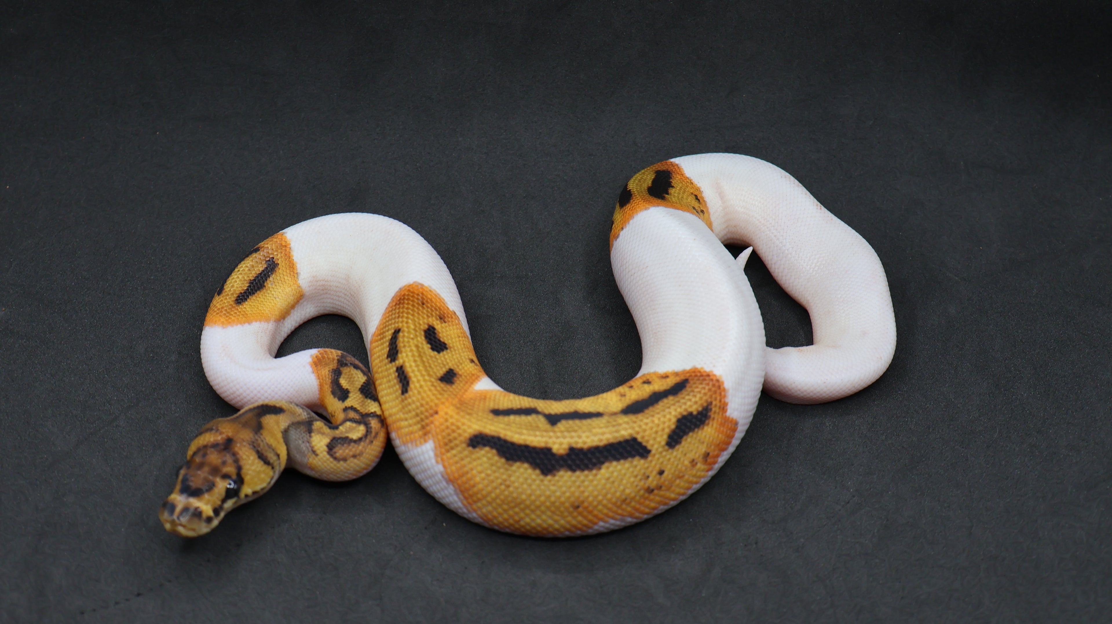 PITON BOLA LEOPARD ORANGE DREAM CLOWN PIED