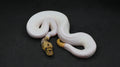 PITON BOLA MACHO LEOPARD PASTEL CLOWN PIED POSS OD