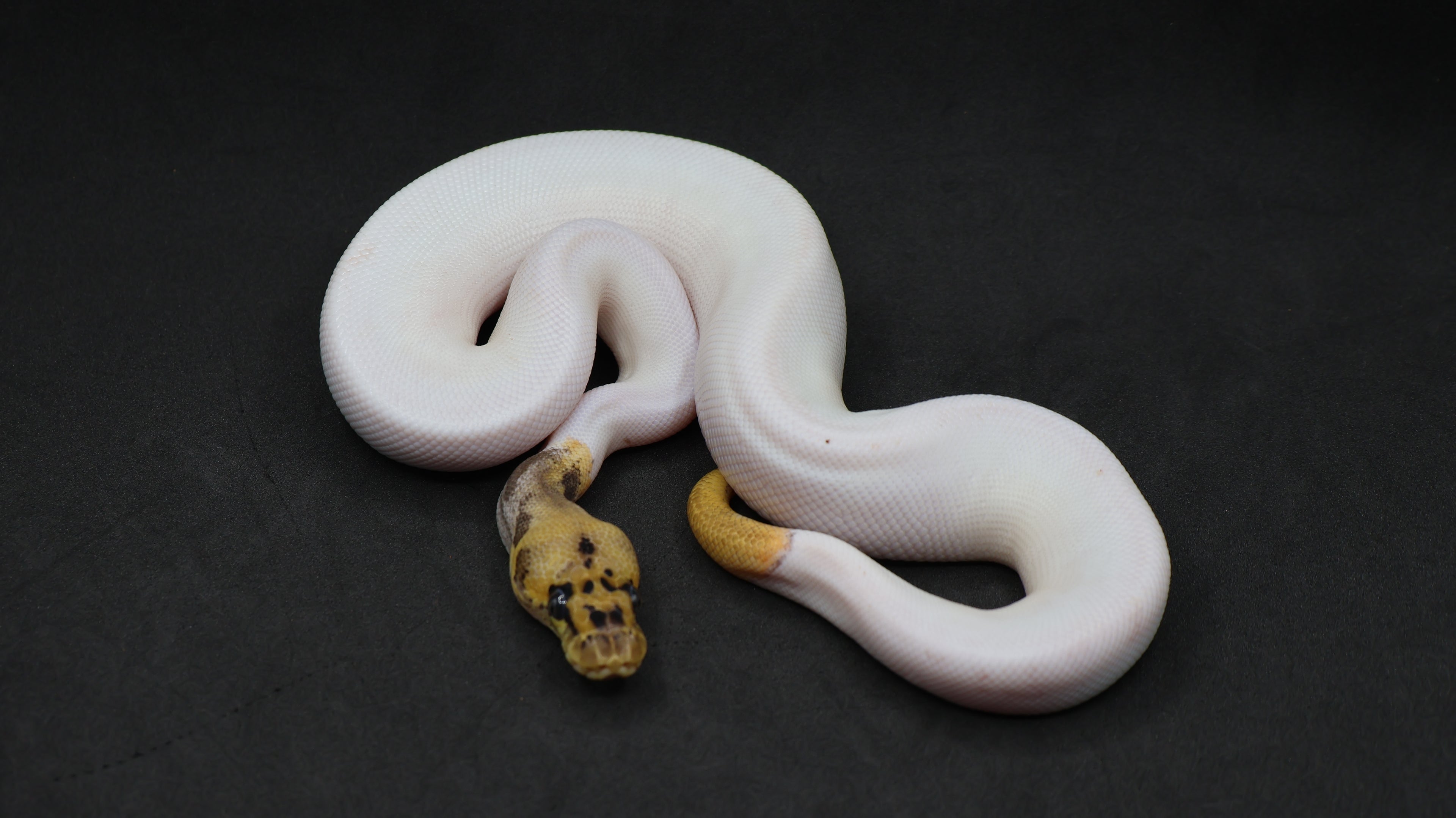 PITON BOLA MACHO LEOPARD PASTEL CLOWN PIED POSS OD