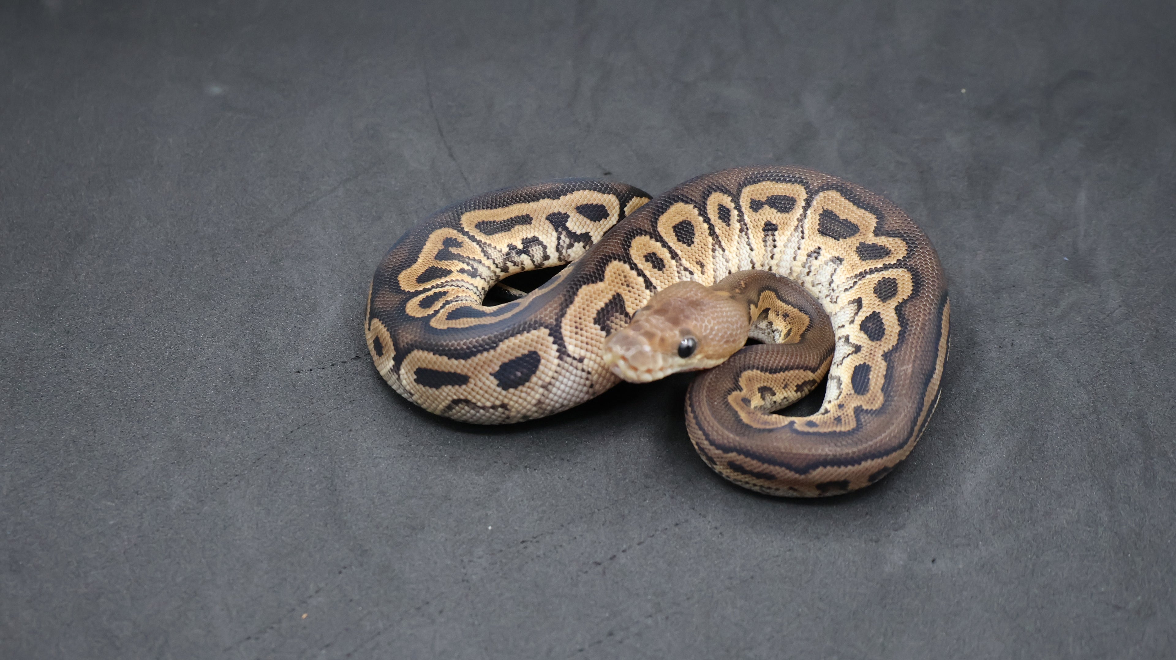 PITON BOLA HEMBRA CINNAMON CLOWN