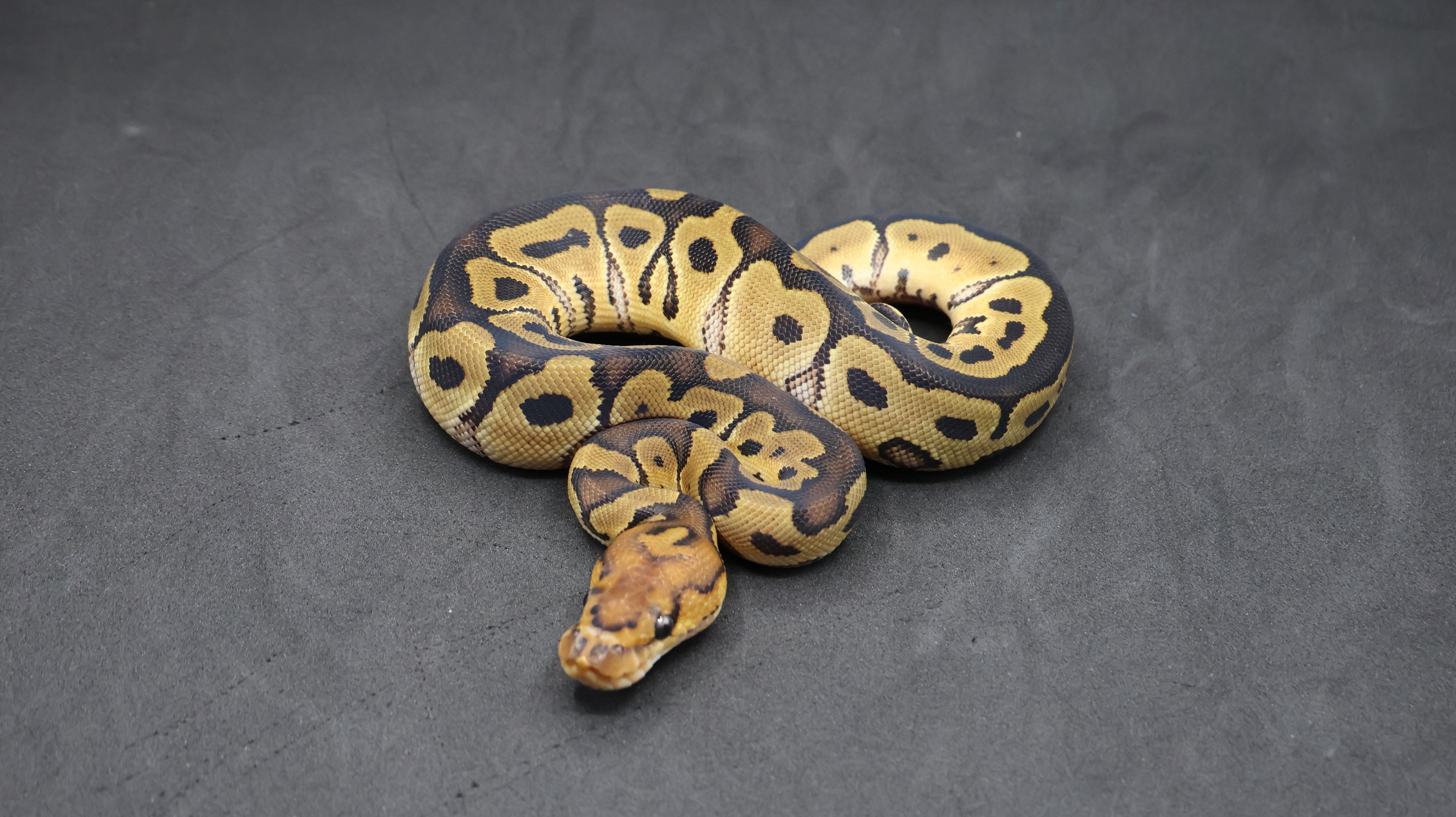 PITON BOLA HEMBRA CLOWN