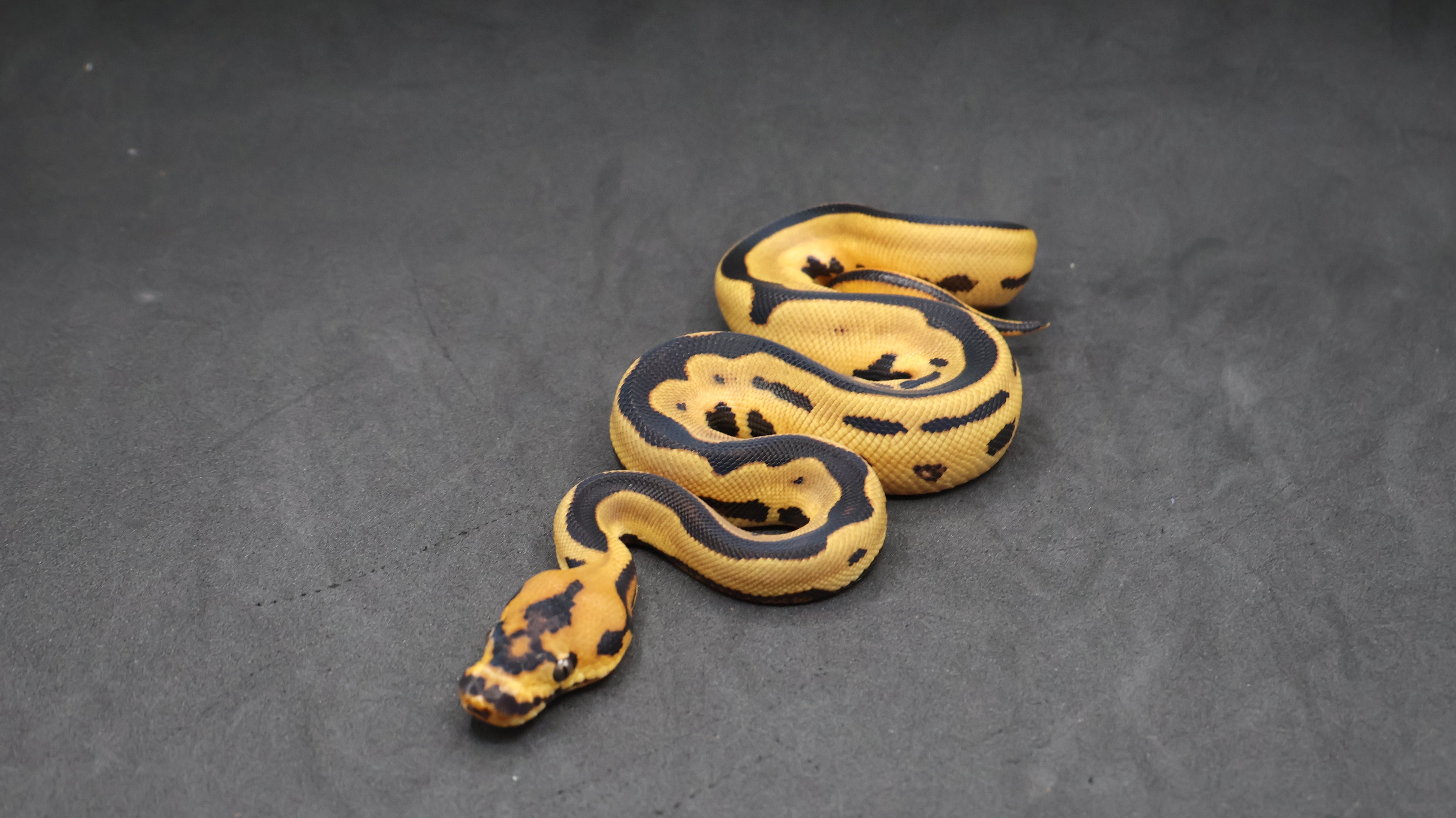 PITON BOLA MACHO ORANGE DREAM YELLOWBELLY LEOPARD CLOWN