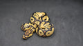 PITON BOLA MACHO ORANGE DREAM YELLOWBELLY CLOWN